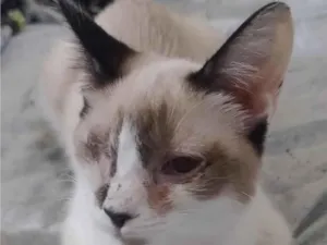 Gato raça SRD-ViraLata idade 7 a 11 meses nome Caolhinho