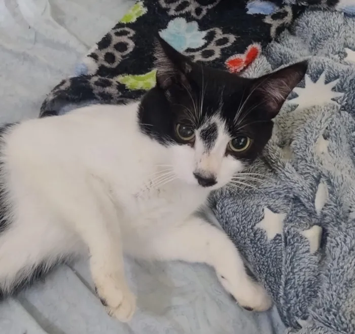 Gato raça SRD-ViraLata idade 1 ano nome Asura