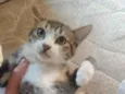 Lua