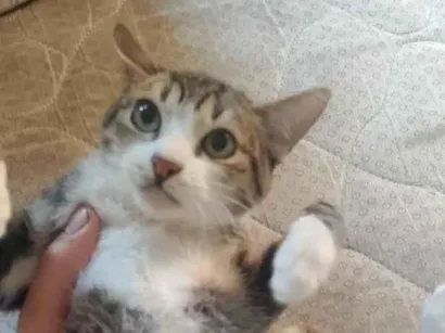 Gato raça SRD-ViraLata idade 2 a 6 meses nome Lua