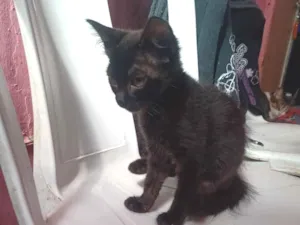 Gato raça SRD-ViraLata idade 2 a 6 meses nome Marialva