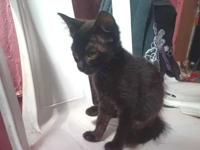 Gato raça SRD-ViraLata idade 2 a 6 meses nome Marialva