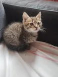 gatinho 