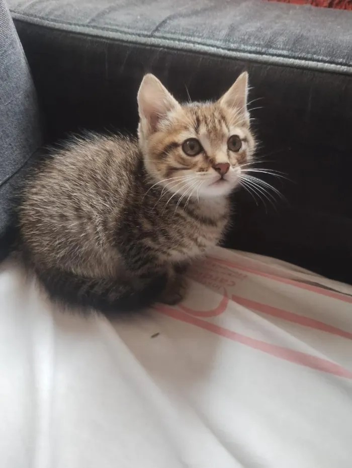 Gato raça SRD-ViraLata idade Abaixo de 2 meses nome gatinho 