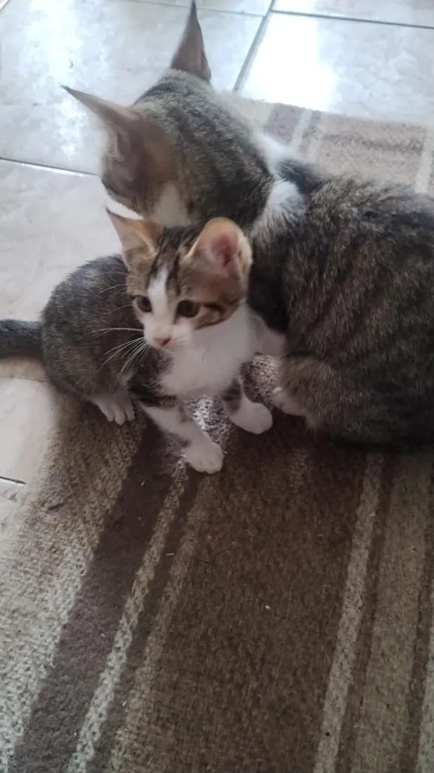Gato raça SRD-ViraLata idade Abaixo de 2 meses nome gatinho 