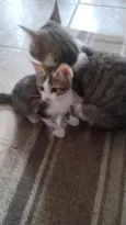 gatinho