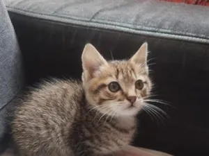 Gato raça SRD-ViraLata idade Abaixo de 2 meses nome gatinho 