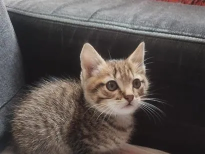 Gato raça SRD-ViraLata idade Abaixo de 2 meses nome gatinho 