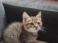gatinho