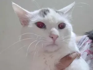 Gato raça SRD-ViraLata idade 1 ano nome Branco 