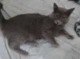 Cinzinha 