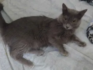 Gato raça SRD-ViraLata idade 7 a 11 meses nome Cinzinha 