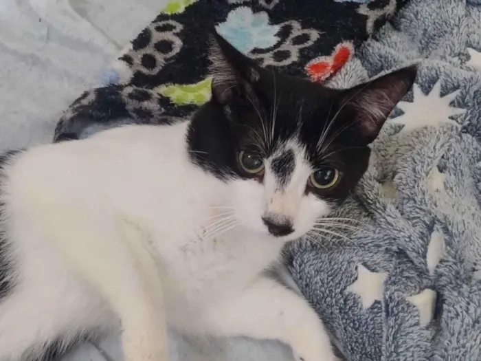 Gato raça SRD-ViraLata idade 1 ano nome Asura