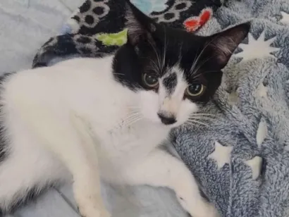 Gato raça SRD-ViraLata idade 1 ano nome Asura