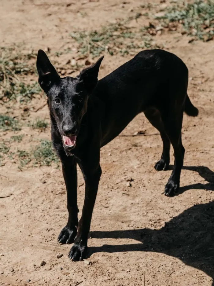 Cachorro raça SRD-ViraLata idade 3 anos nome Gal