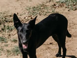 Cachorro raça SRD-ViraLata idade 3 anos nome Gal