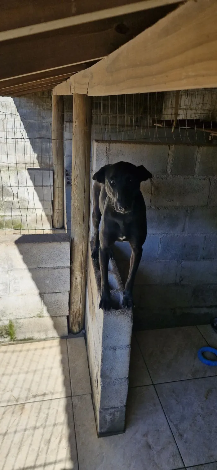 Cachorro raça SRD-ViraLata idade 3 anos nome Gal