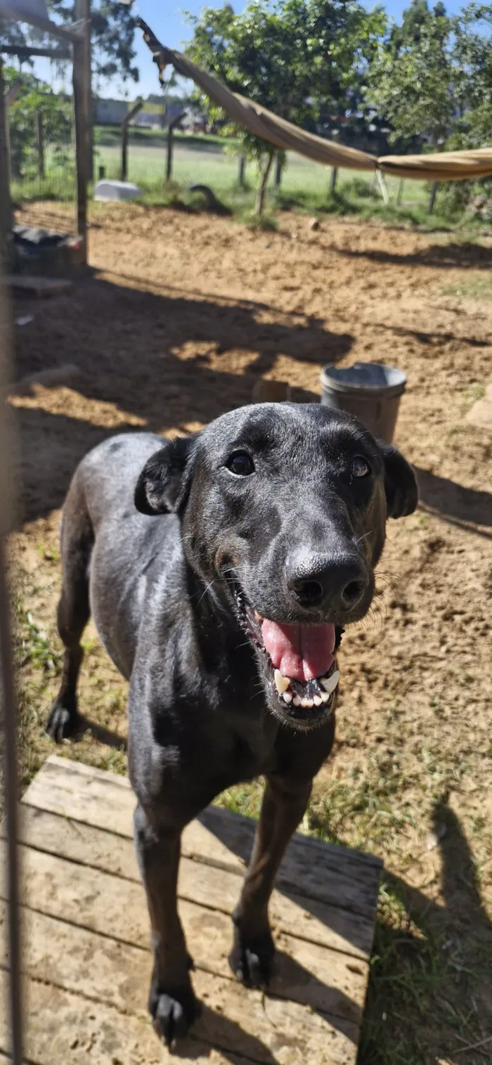 Cachorro raça SRD-ViraLata idade 3 anos nome Gal