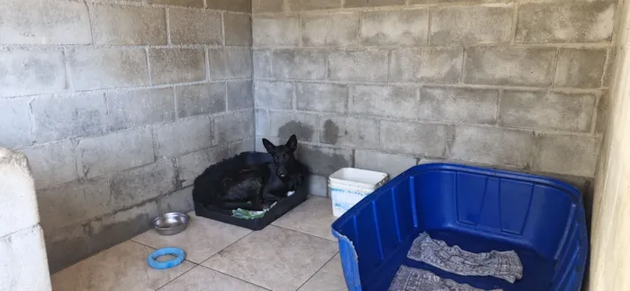Cachorro raça SRD-ViraLata idade 3 anos nome Gal