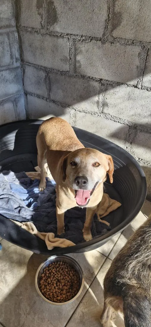 Cachorro raça SRD-ViraLata idade 5 anos nome Bebezão
