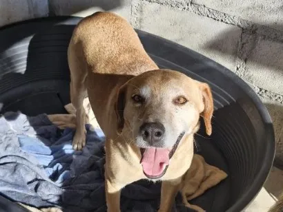 Cachorro raça SRD-ViraLata idade 5 anos nome Bebezão