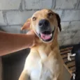 Bebezão