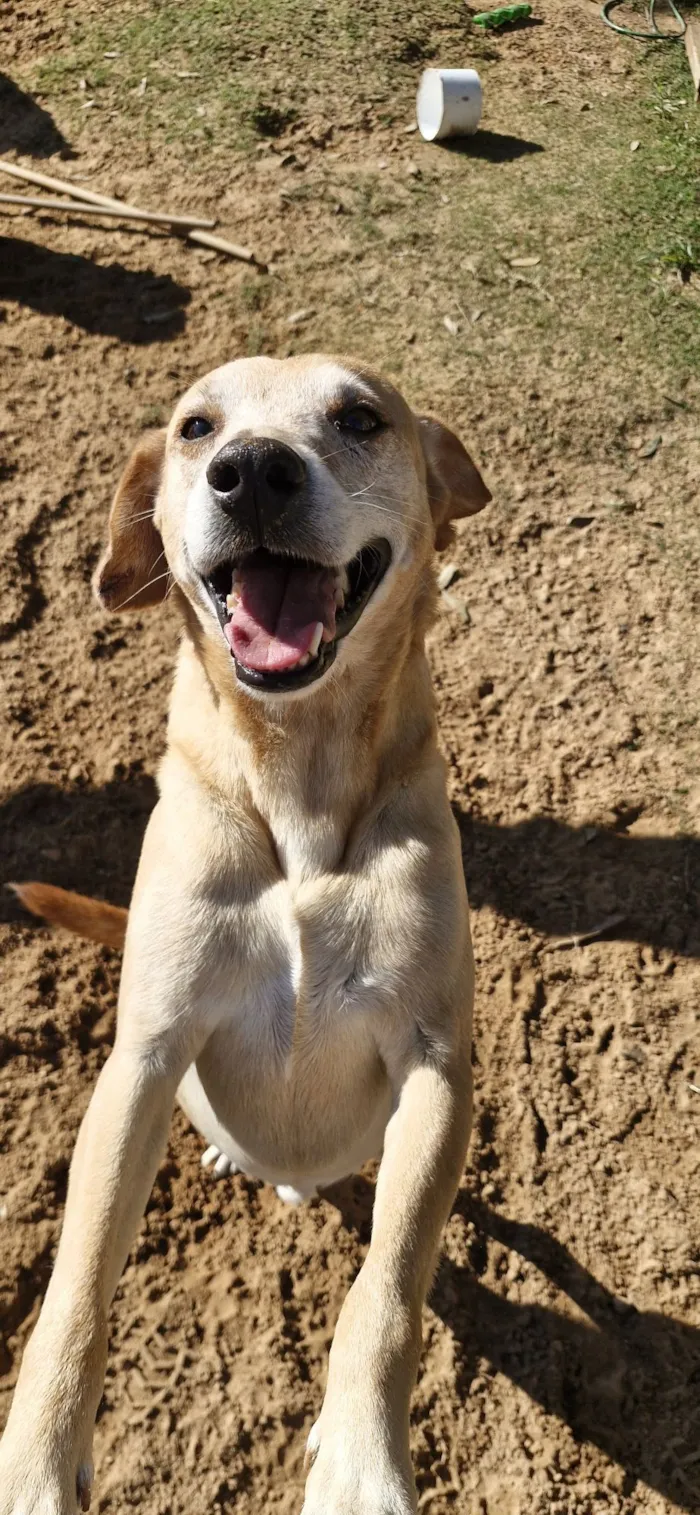 Cachorro raça SRD-ViraLata idade 5 anos nome Bebezão