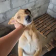 Bebezão