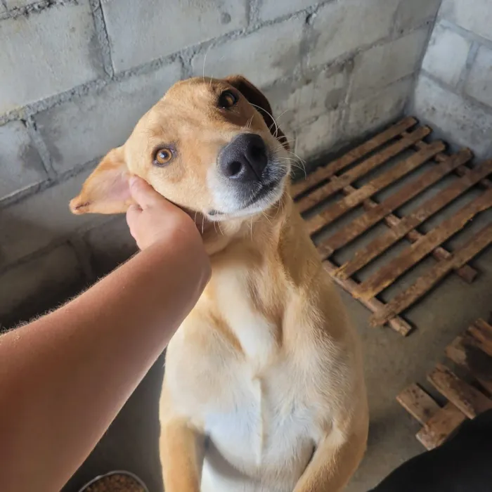 Cachorro raça SRD-ViraLata idade 5 anos nome Bebezão
