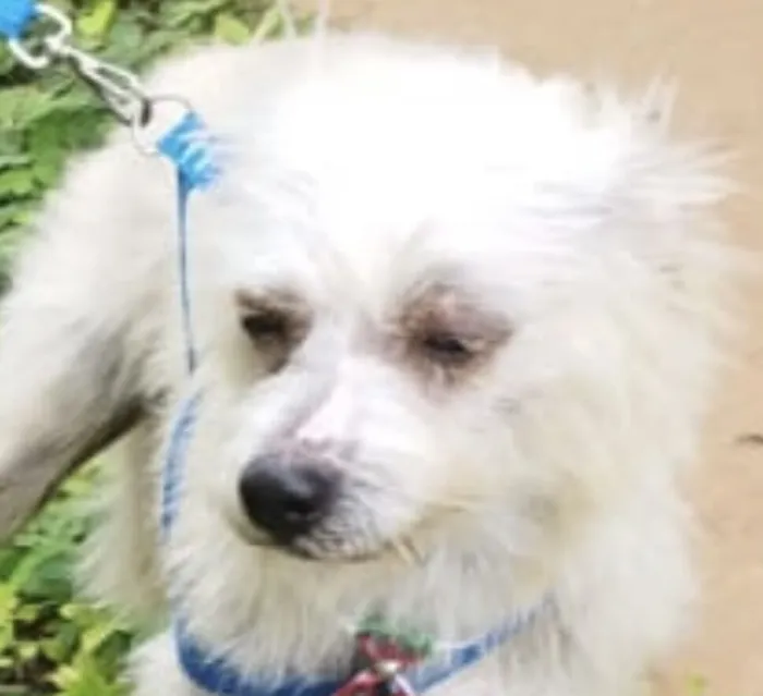 Cachorro raça Poodle idade 7 a 11 meses nome Otto 