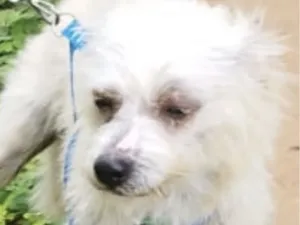 Cachorro raça Poodle idade 7 a 11 meses nome Otto 
