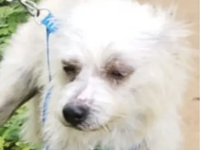 Cachorro raça Poodle idade 7 a 11 meses nome Otto 