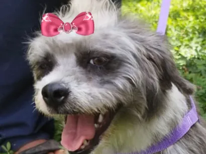 Cachorro raça Shitzu idade 7 a 11 meses nome Olívia 