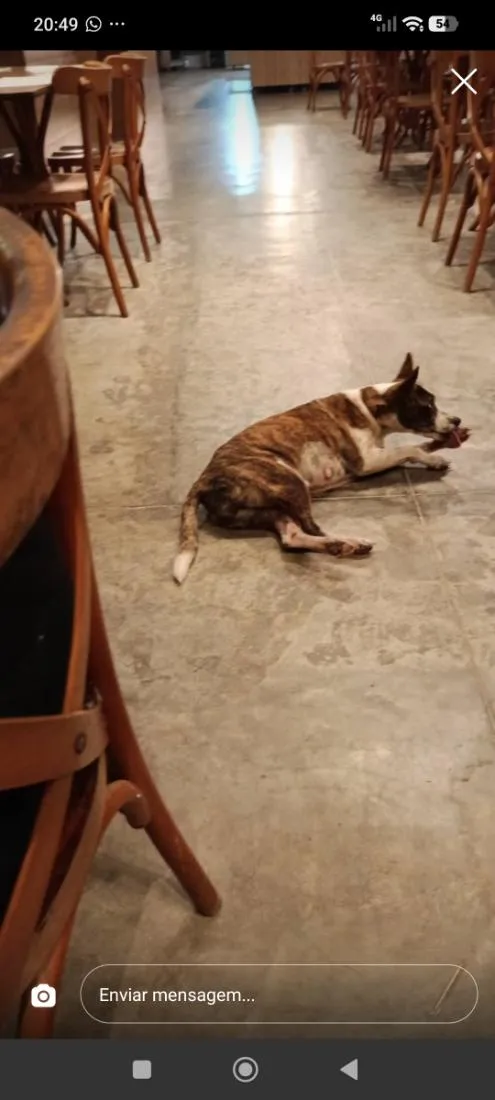 Cachorro raça SRD-ViraLata idade 2 a 6 meses nome não tem nome 