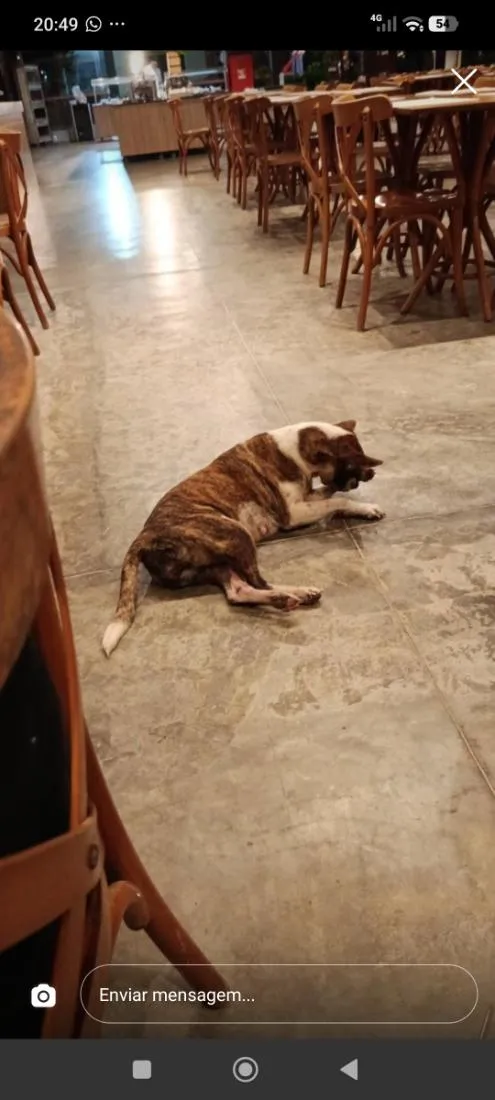 Cachorro raça SRD-ViraLata idade 2 a 6 meses nome não tem nome 