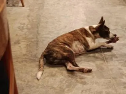 Cachorro raça SRD-ViraLata idade 2 a 6 meses nome não tem nome 