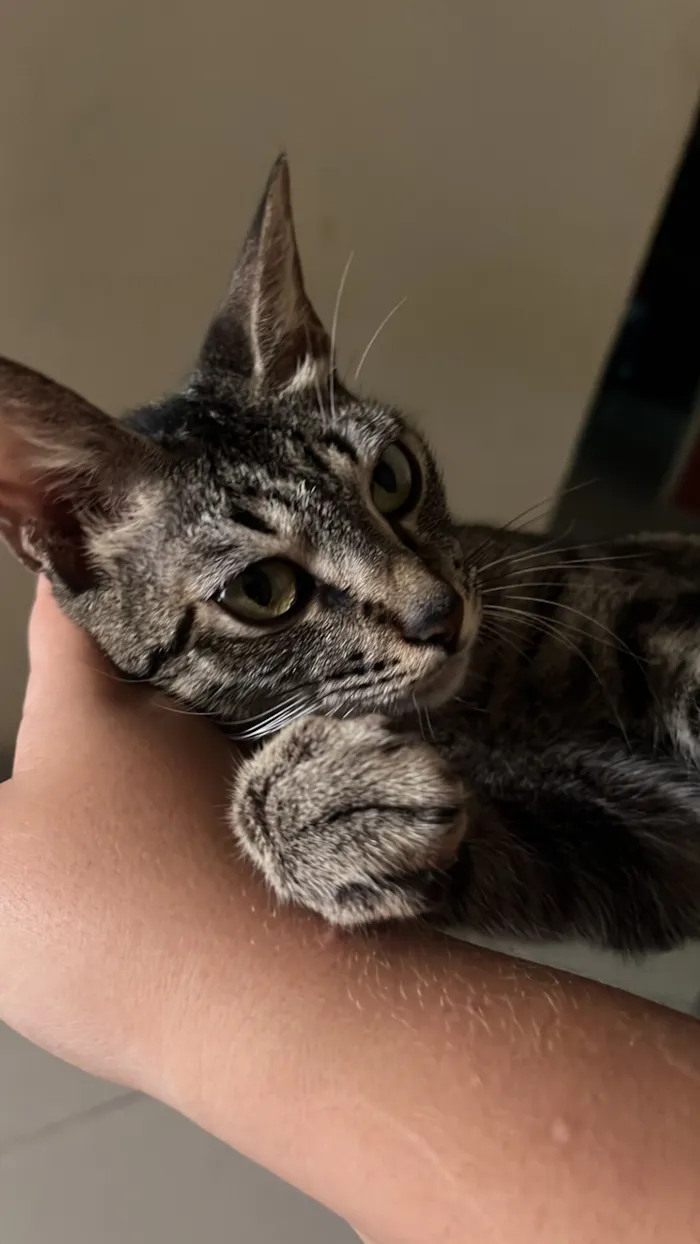 Gato raça SRD-ViraLata idade 1 ano nome Mila