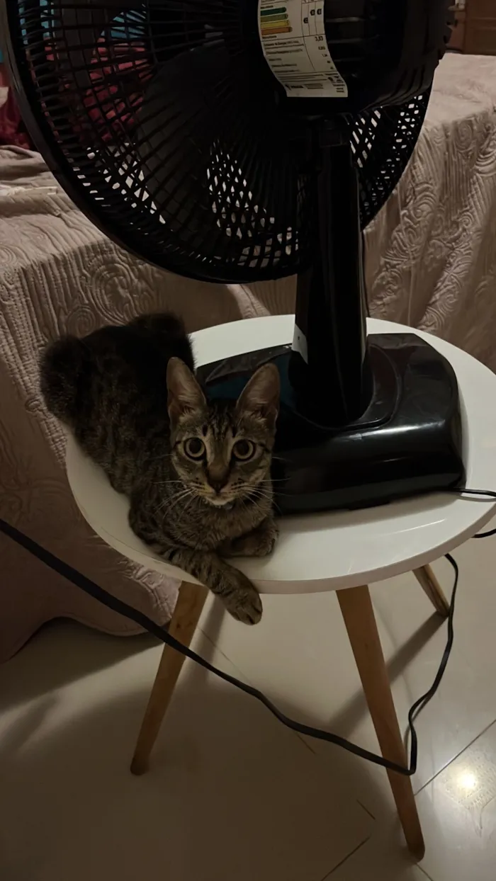 Gato raça SRD-ViraLata idade 1 ano nome Mila