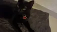 Pretinha 
