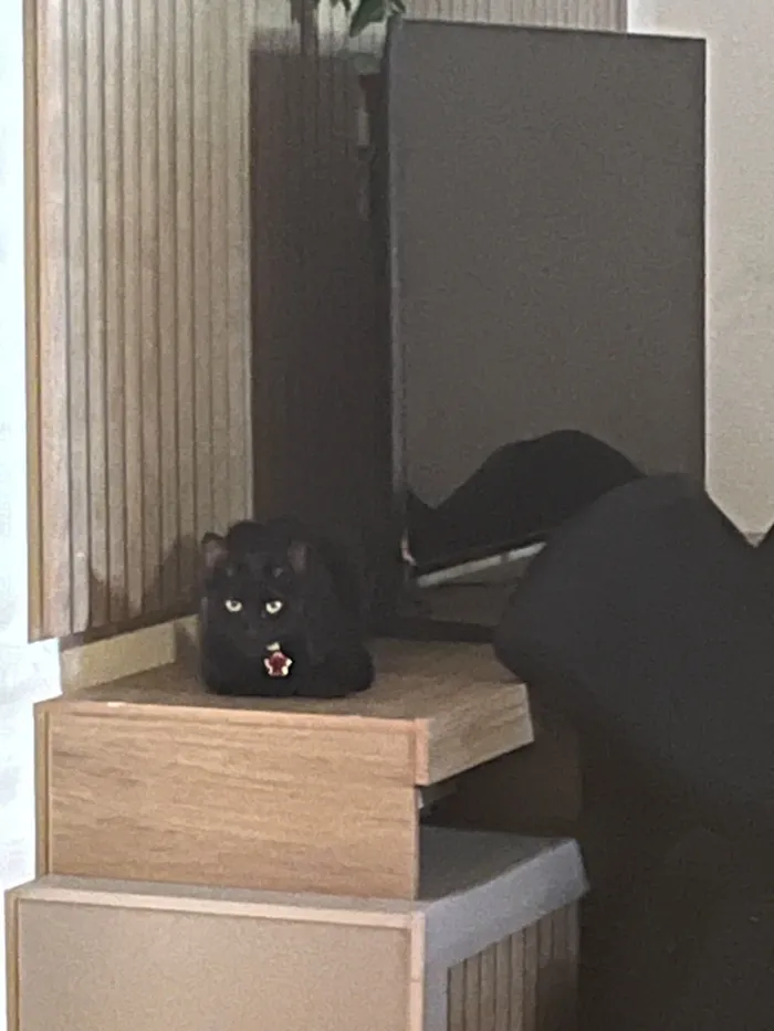 Gato raça SRD-ViraLata idade 1 ano nome Pretinha 