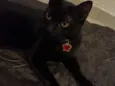 Pretinha 