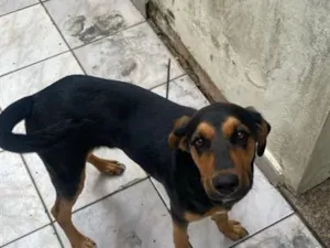 Cachorro raça SRD-ViraLata idade 7 a 11 meses nome billy