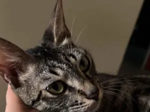Gato raça SRD-ViraLata idade 1 ano nome Mila
