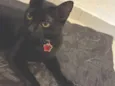 Pretinha 