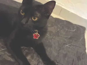 Gato raça SRD-ViraLata idade 1 ano nome Pretinha 