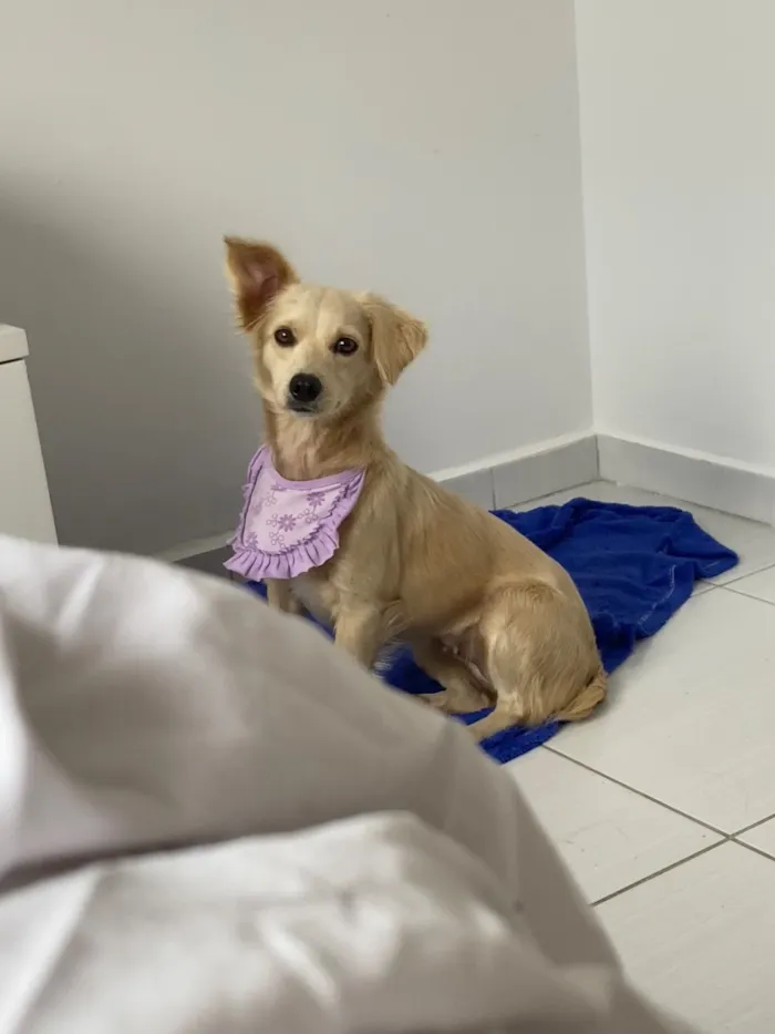 Cachorro raça Labrador idade 1 ano nome Layla