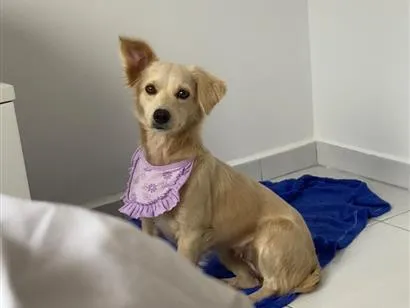 Cachorro raça Labrador idade 1 ano nome Layla