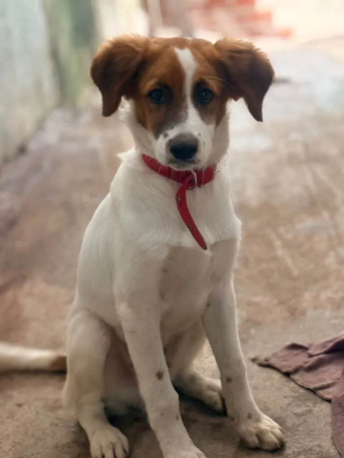Cachorro raça SRD-ViraLata idade 7 a 11 meses nome Doguinho 