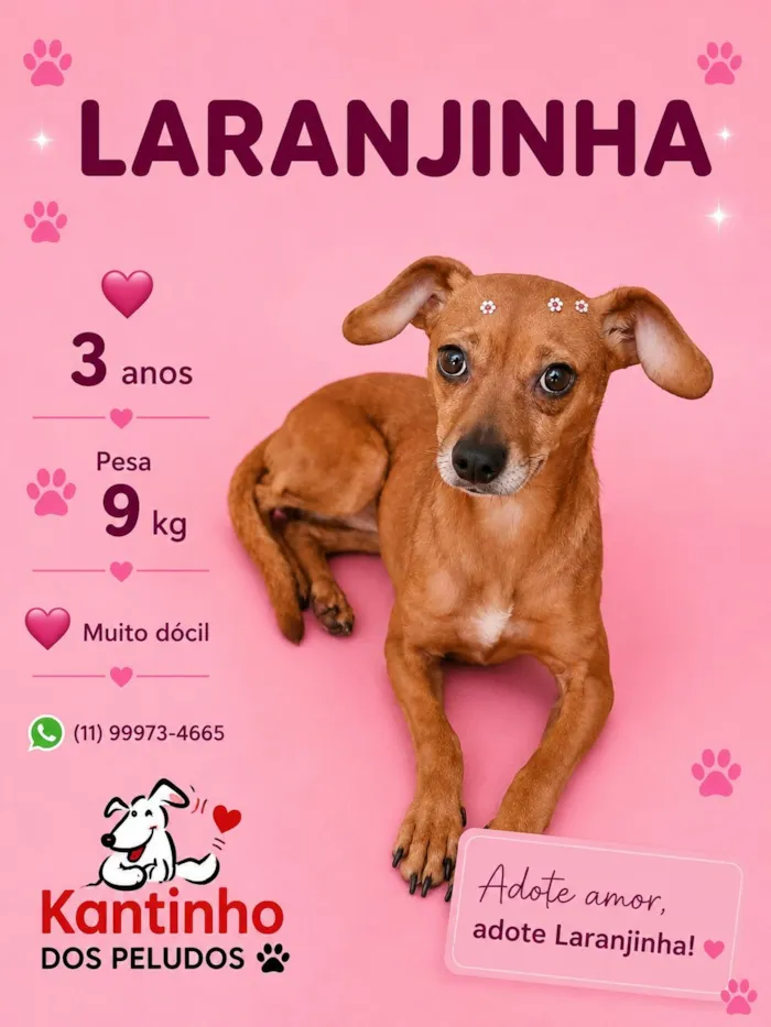 Cachorro raça SRD-ViraLata idade 3 anos nome Laranjinha