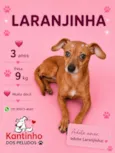 Laranjinha